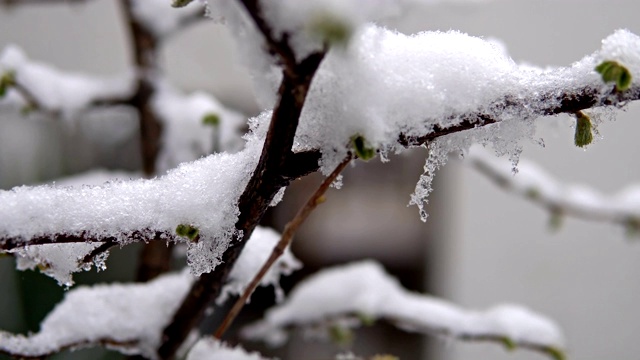 梨花在春雪下绽放。电影背景模糊视频素材