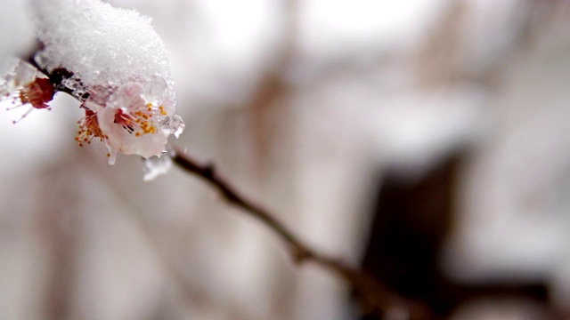 一种罕见的现象。在春天雪。白雪覆盖着的开花苹果树的树枝。雪的花。气候变化视频素材