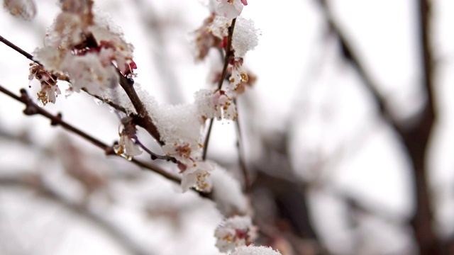 反常的天气潮湿的雪在樱桃树开花，电影的dof视频素材