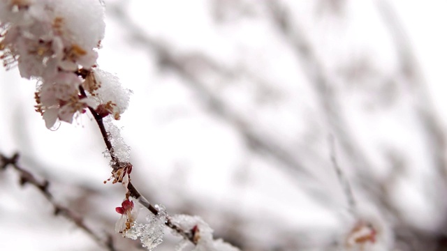 雪花在盛开的花园里。缓慢的运动。在模糊背景上使用自由空间，选择聚焦技术。果树开花，春天下雪。杏白花合拢，雪花飘飘视频素材