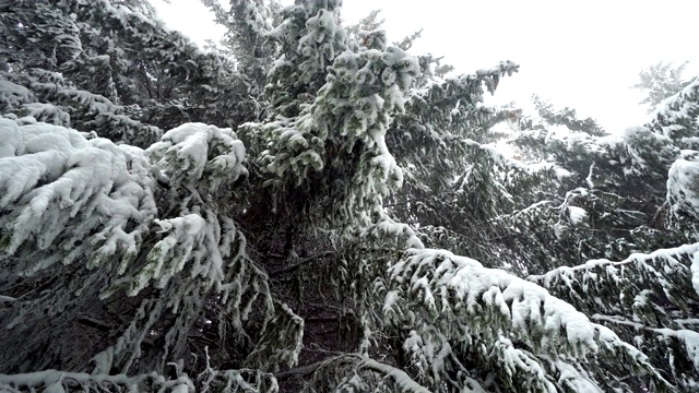 松树的树枝与大雪吹视频素材