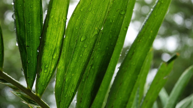 大自然中慢镜头的雨天视频素材