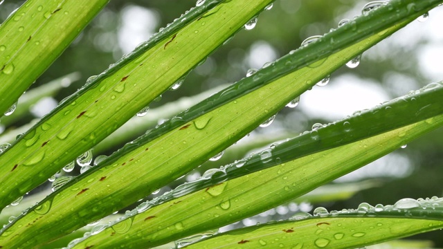 雨滴落在树叶上自然，雨天景色视频素材