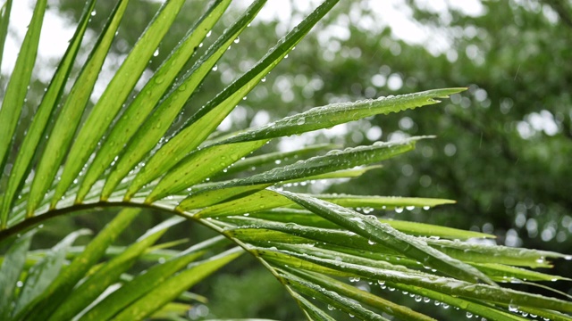 雨滴落在树叶上自然，雨天景色视频素材