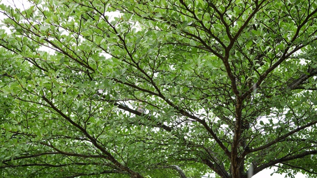 大自然中的雨天视频素材