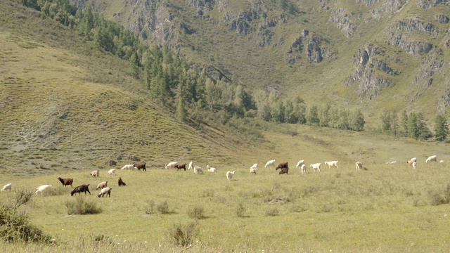 一群绵羊和山羊在山野的草地上放牧视频素材