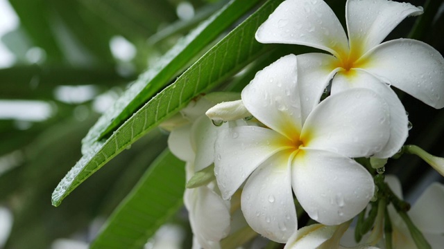 慢镜头，下雨天的白色鸡蛋花视频素材