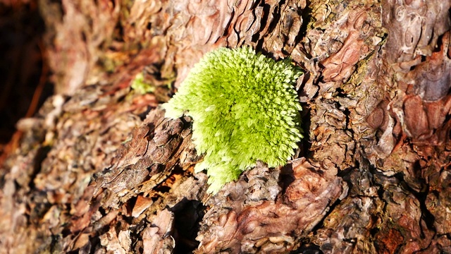 青苔生长在树皮松树上视频素材