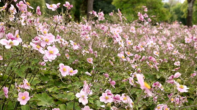 美丽的鲜花花园自然背景维也纳多瑙公园视频素材