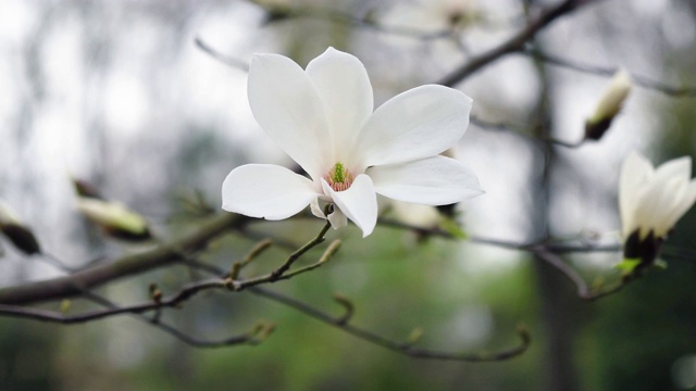 白玉兰花视频素材