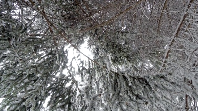 森林里白雪皑皑的树枝。冬天的童话背景，斯坦尼康电影运动视频素材