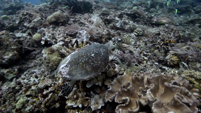 玳瑁海龟视频素材