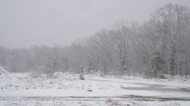 白色的森林覆盖着积雪，小路之间的树木覆盖着飘落的雪花视频素材