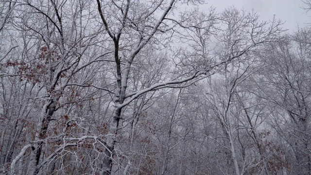 白雪覆盖的白色森林正对着暴风雪飘落的树木。视频素材