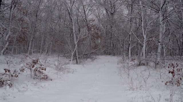 冬天的雪在森林里飘落，雪花飘落到冬天的景观，大雪，暴风雪，冬天下雪的天气视频素材