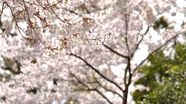 樱花视频素材