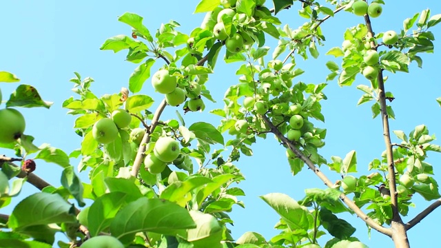 花园里一棵树上的绿苹果映衬着蓝天。收获的是成熟的有机水果视频素材