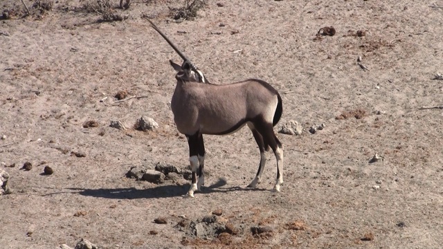 站立羚羊在Etosha NP，纳米比亚视频素材