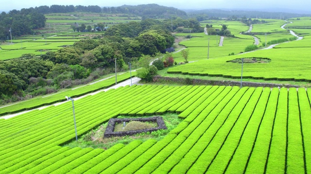 韩国济州岛西浦道尚大院茶园视频素材