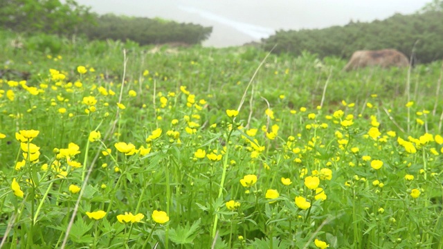 野花在Hakusan视频素材