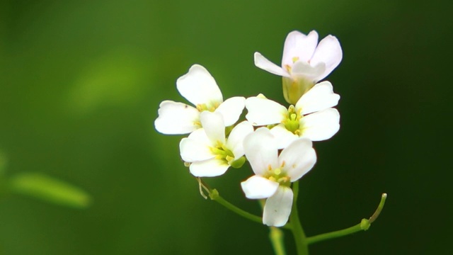 野花在Hakusan视频素材