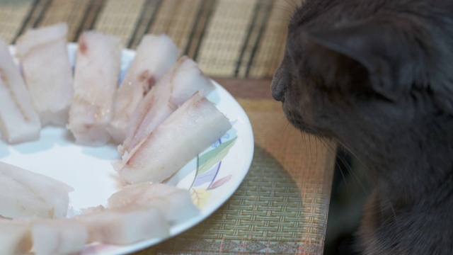 从桌子上偷食物的猫。视频素材