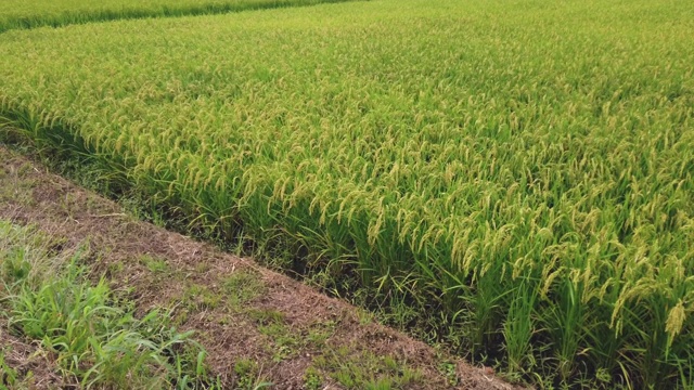 稻田-秋田小町，秋田县，日本视频素材