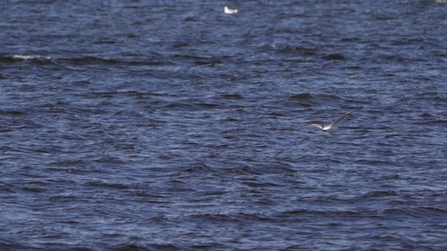 鸟鸣鸥(Larus canus)在水上飞翔。视频素材