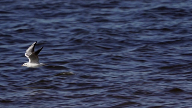 鸟鸣鸥(Larus canus)在水上飞翔。视频素材