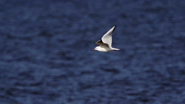 鸟鸣鸥(Larus canus)在水上飞翔。视频素材