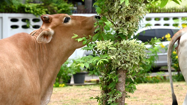 放牧肉牛吃树叶的热带农村养牛场。农村农业畜牧业。动物和哺乳动物。自然与农业概念。亚洲的位置。4 k录像视频视频素材