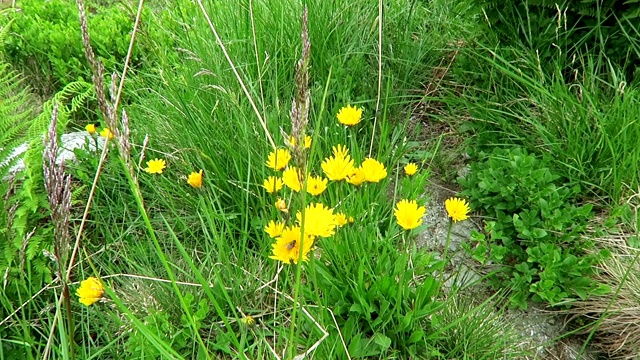 猫耳花(Hypochaeris)在高山景观。视频素材