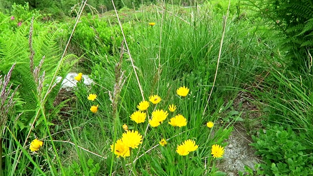 猫耳花(Hypochaeris)在高山景观。视频素材