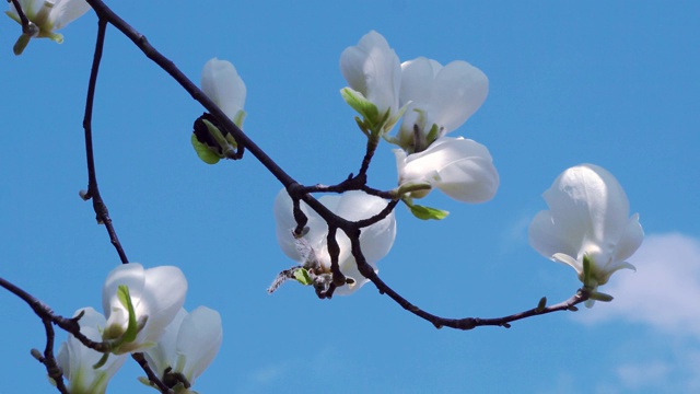 白玉兰花视频素材