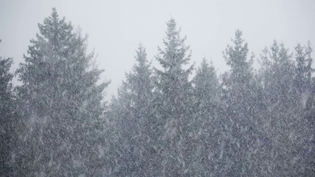 雪花在森林与焦点吸引视频素材