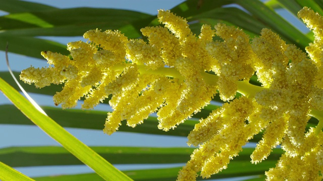 中国风车棕榈开花视频素材