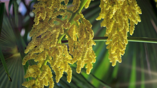 中国风车棕榈开花视频素材