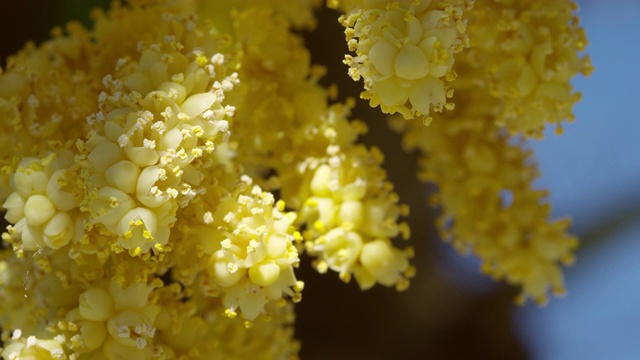 中国风车棕榈开花视频素材