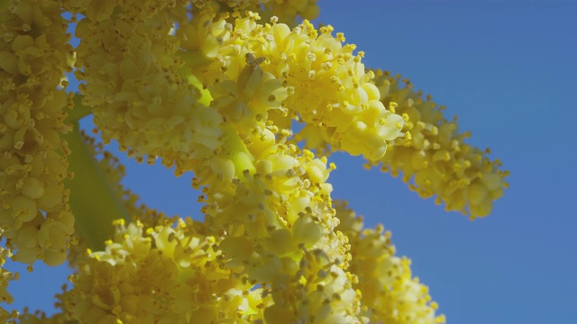 中国风车棕榈开花视频素材