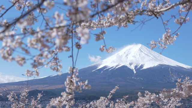 富士山上樱花盛开视频素材