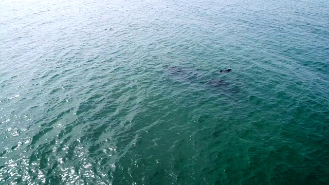 群海豚视频素材