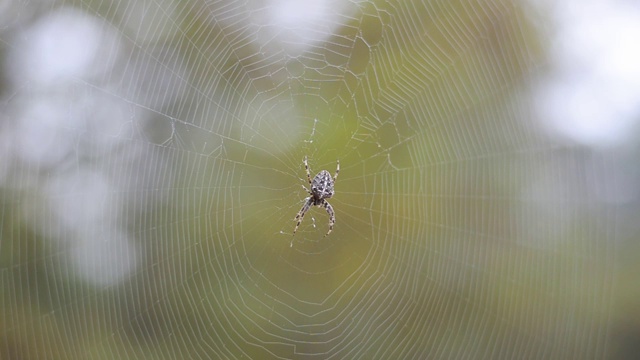 一只蜘蛛在网的中央交叉(Araneus)视频素材