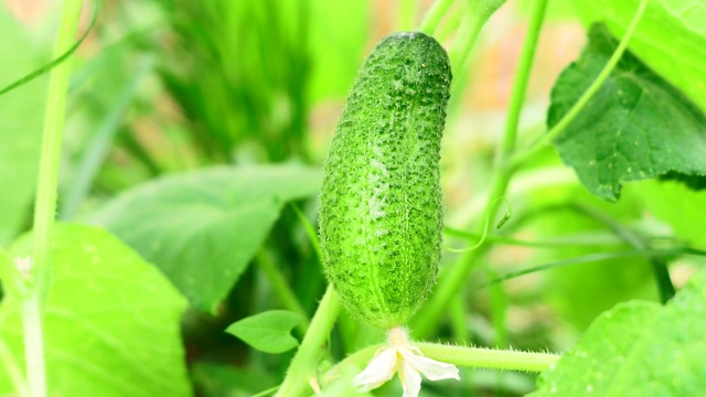 绿色黄瓜近距离种植蔬菜视频素材