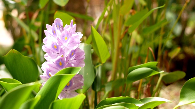 水葫芦花视频素材