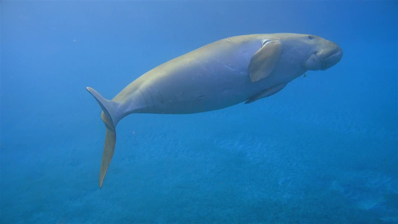 雄性儒艮(Sirenia)在红海游泳- Marsa Alam -埃及视频素材