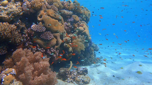 美丽的珊瑚礁上的海洋生物和许多热带鱼在红海-马萨阿拉姆视频素材