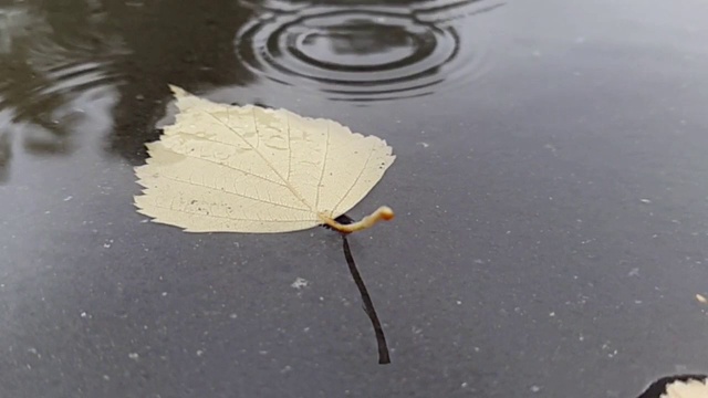 秋日，雨点落进水坑里视频素材