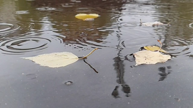 秋日，雨点落进水坑里视频素材