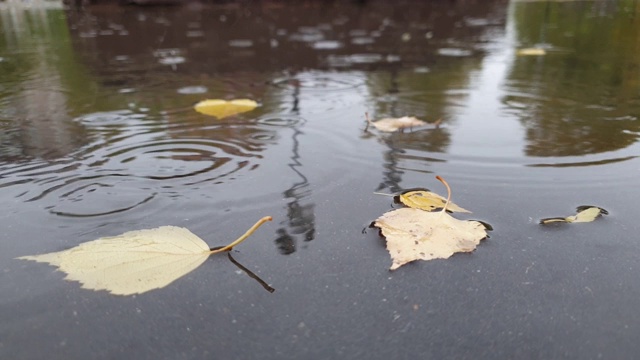 秋日，雨点落进水坑里视频素材