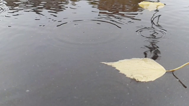 秋日，雨点落进水坑里视频素材